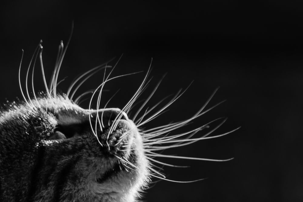 Photograph by Мария Тёмкина