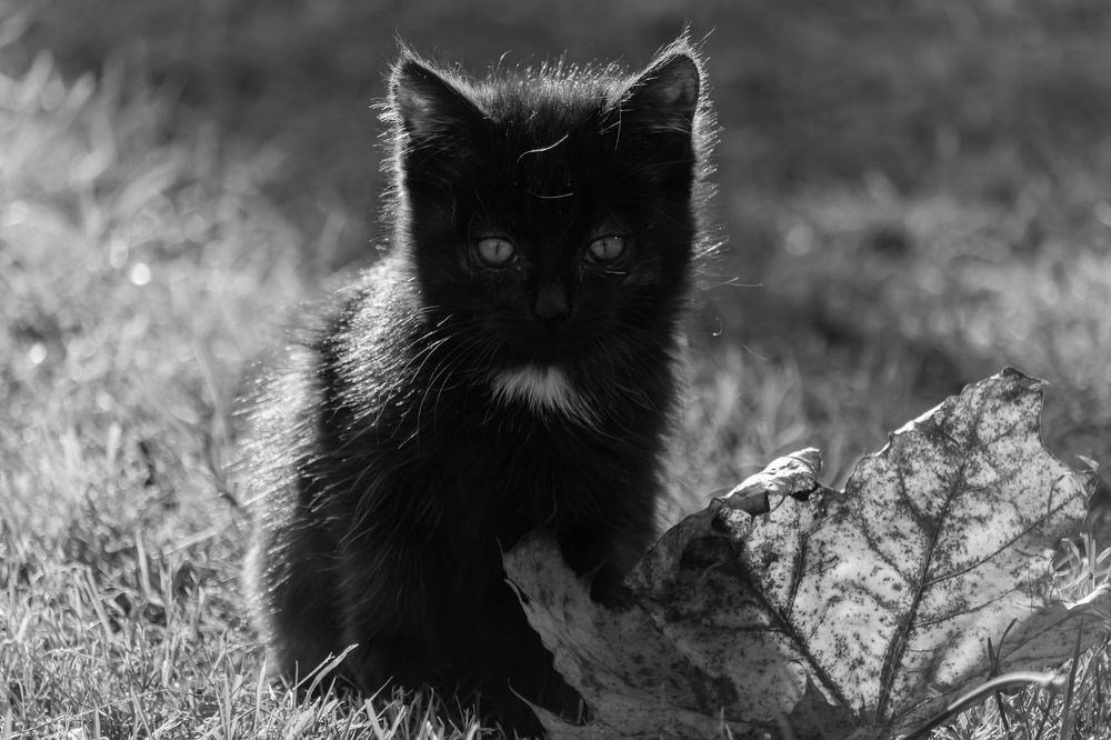 Photograph by Мария Тёмкина