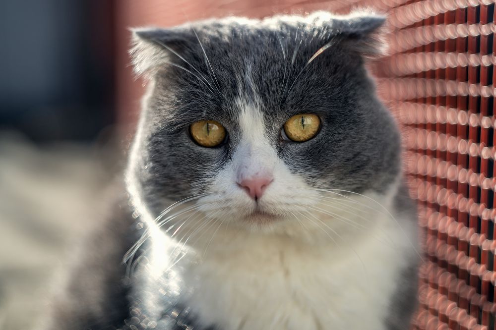 Photograph by Алексей Тимофеев