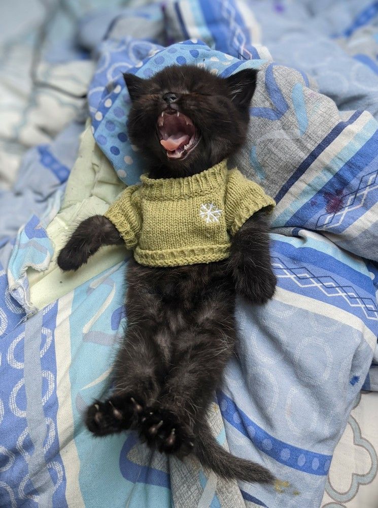 Фотография автора Ксения Шляйхер