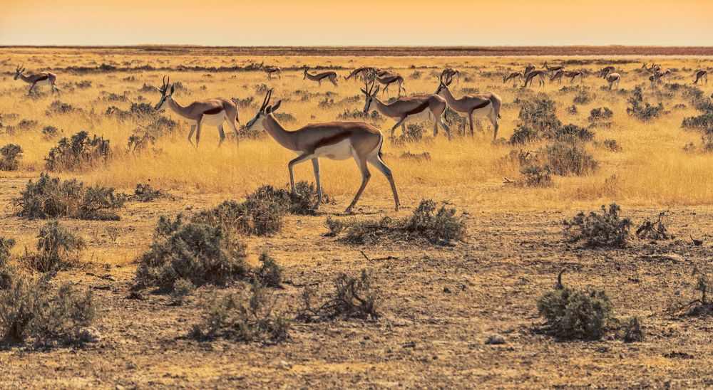 Photograph by Ivanka Iantcheva