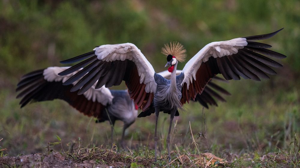 Photograph by Denis D\\\'Arbela