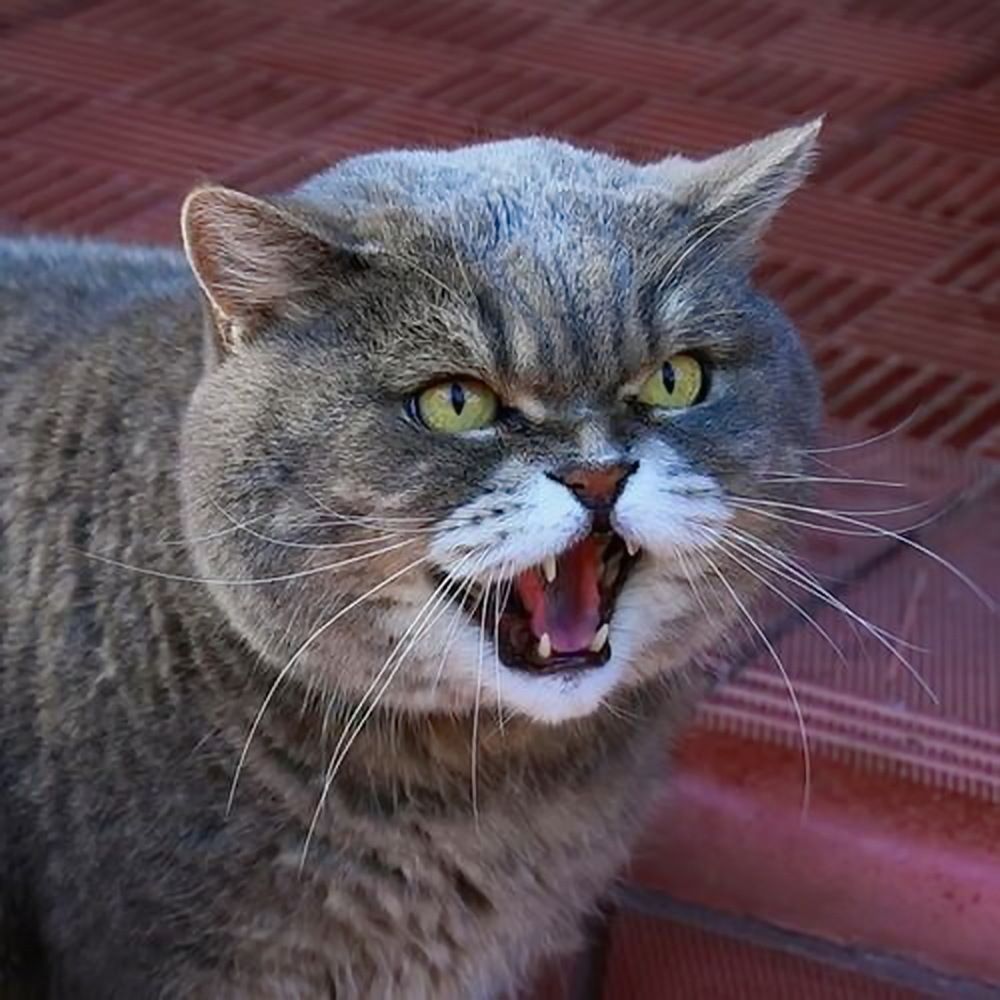 Фотография автора АЛЕКСАНДР ЦЫГЕЛЬНЮК