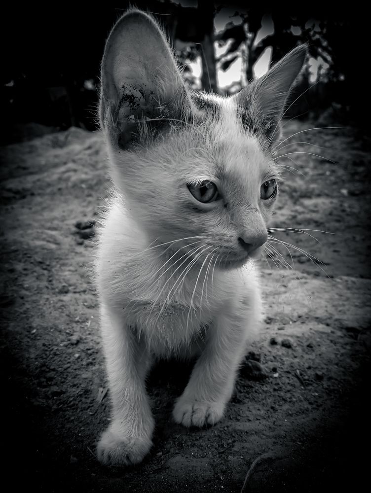 Photograph by DEEPAK PRADHAN
