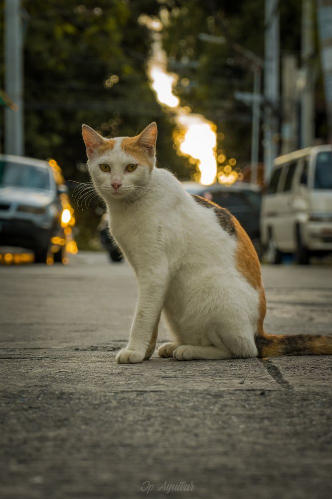 Photograph by Aguilar Jeremiah