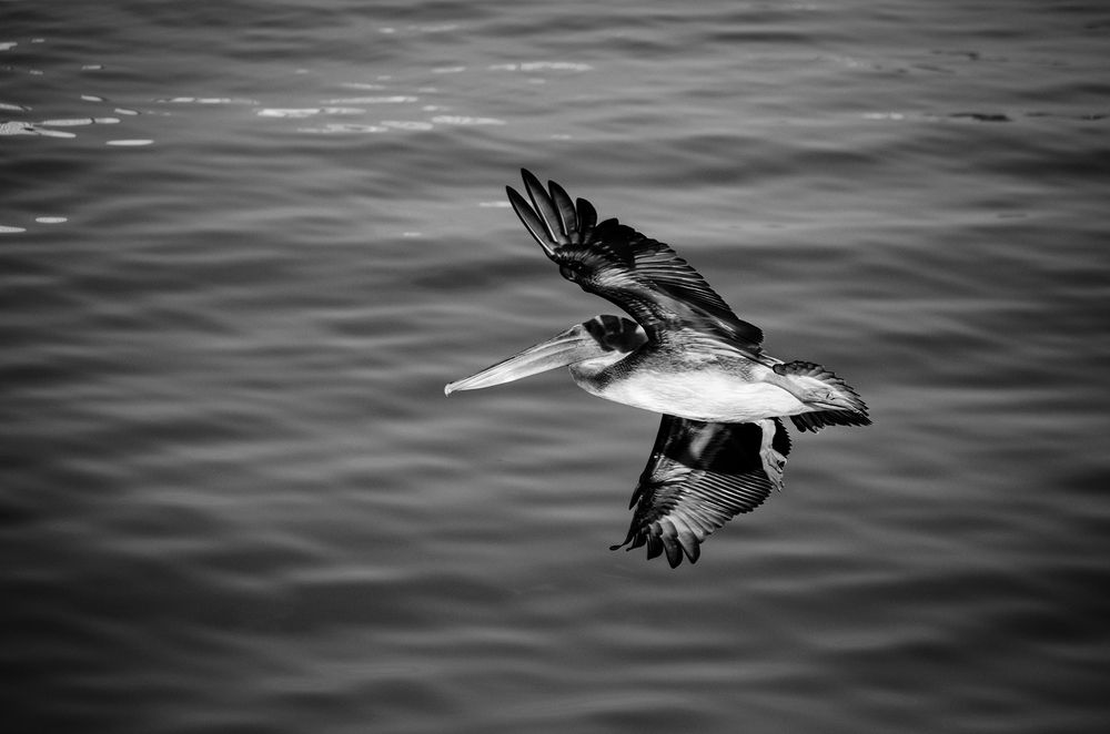 Photograph by Milton Sosa Mc Donald