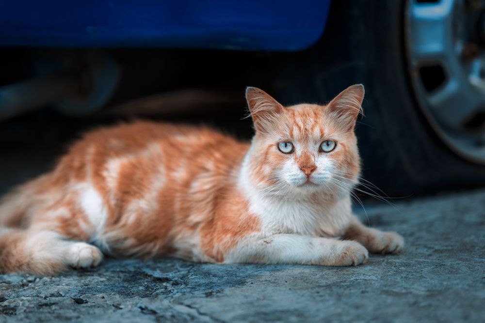 Photograph by Akeem Chandler-Prescod