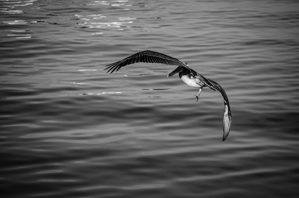 Photograph by Milton Sosa Mc Donald