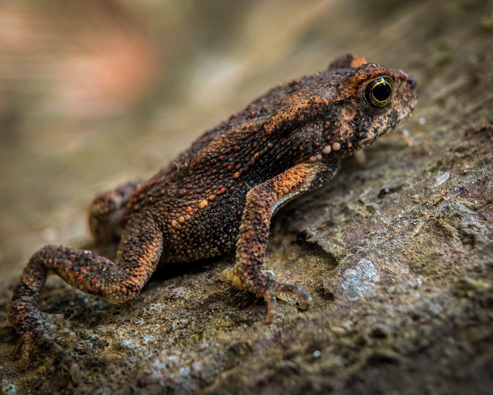 Photograph by sandhya kudli