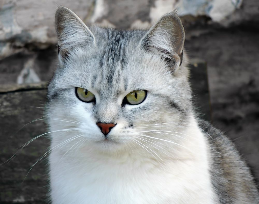 Фотография автора Роман Савоцкий