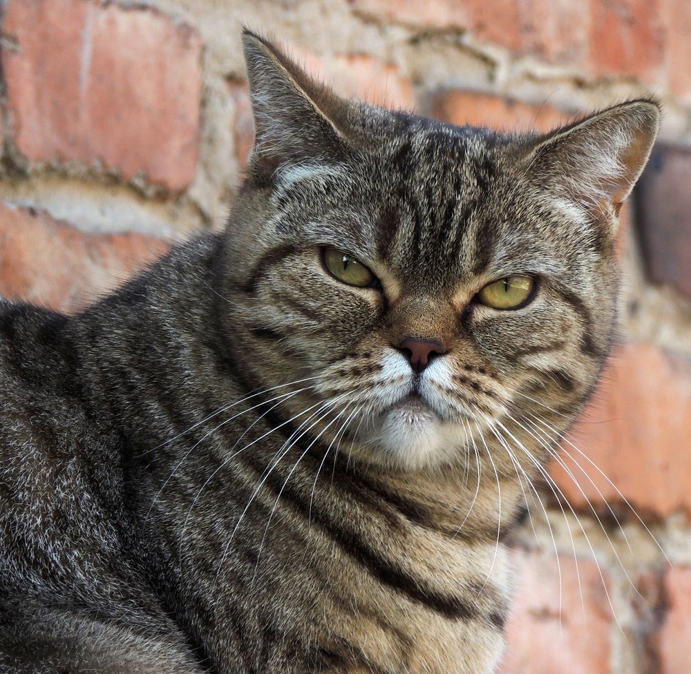 Фотография автора Роман Савоцкий