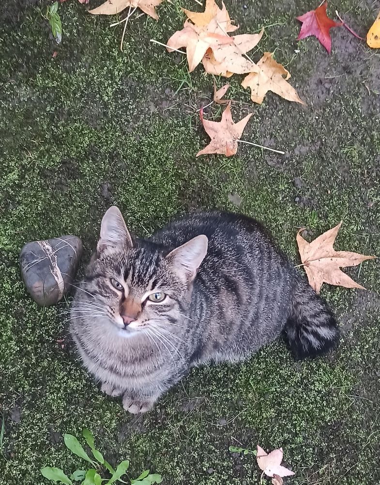 Осенний кот