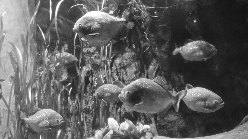 Photograph by Ирина Корнева