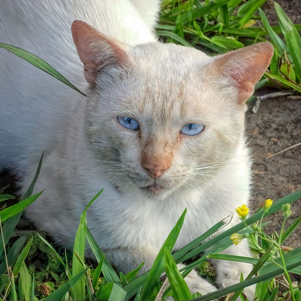 The cat from Vila Flores (Brazil).