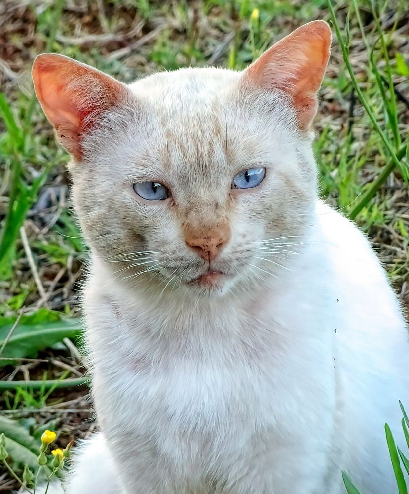 A cat from the city of Vila Flores (Brazil).