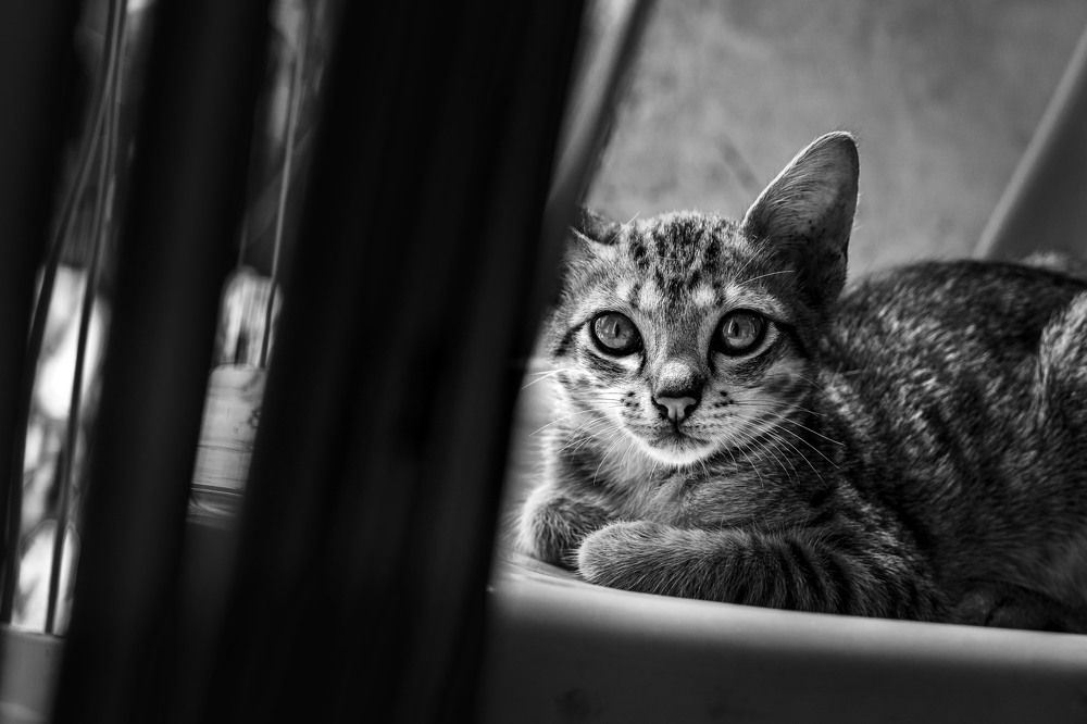 Photograph by Thien Stark