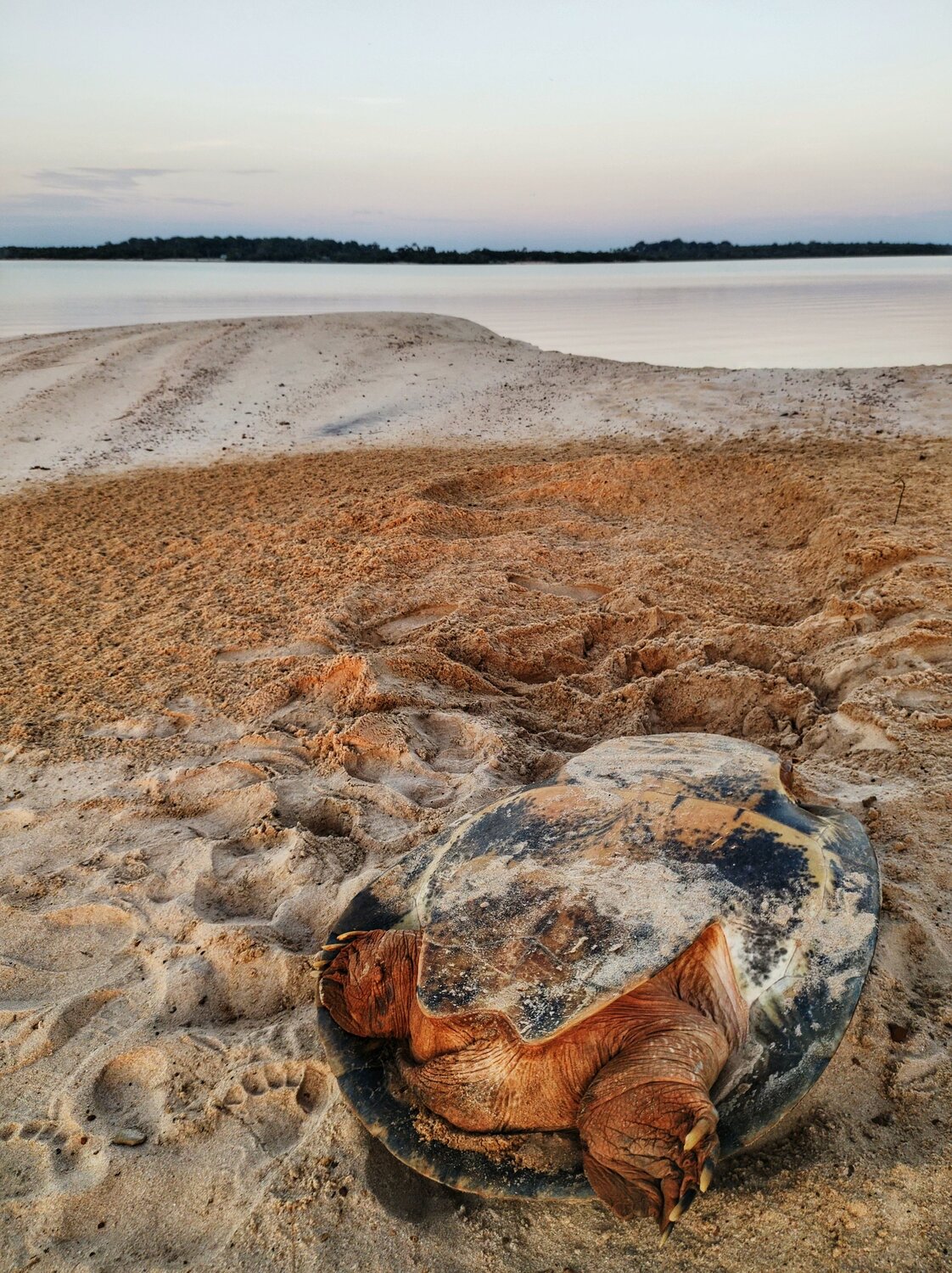 Tartaruga da Amazônia, Podocnemis Expansa