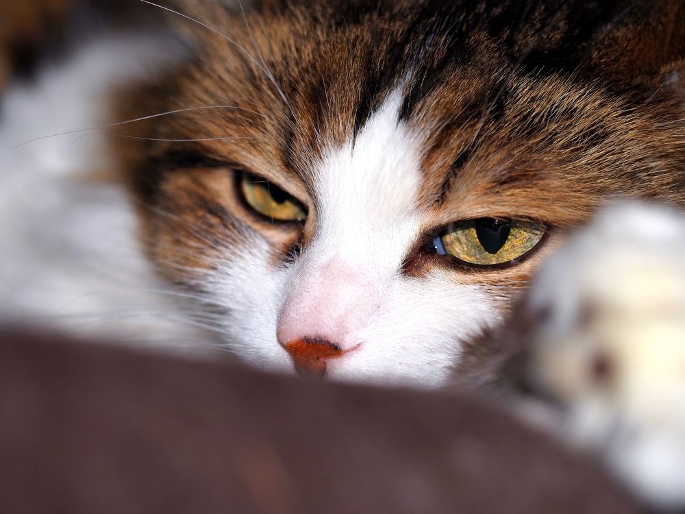 Photograph by Kate Maximenko