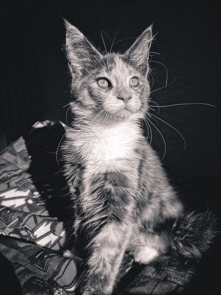 Photograph by Kate Maximenko