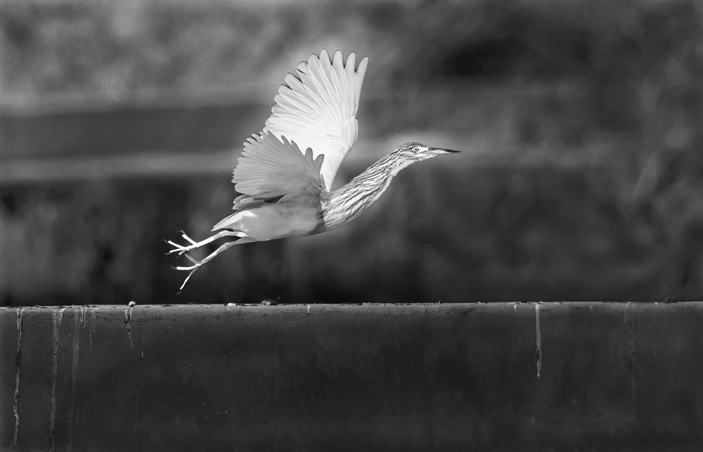 Фотография автора Sajeev Krishnan