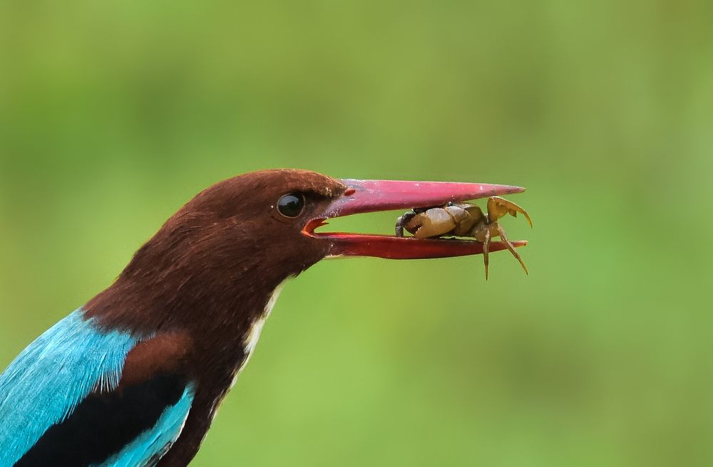 White-throated kingfisher