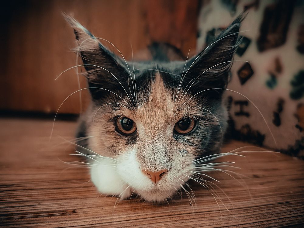 Photograph by Kate Maximenko