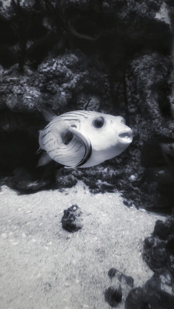 Photograph by Екатерина Цыбулькина