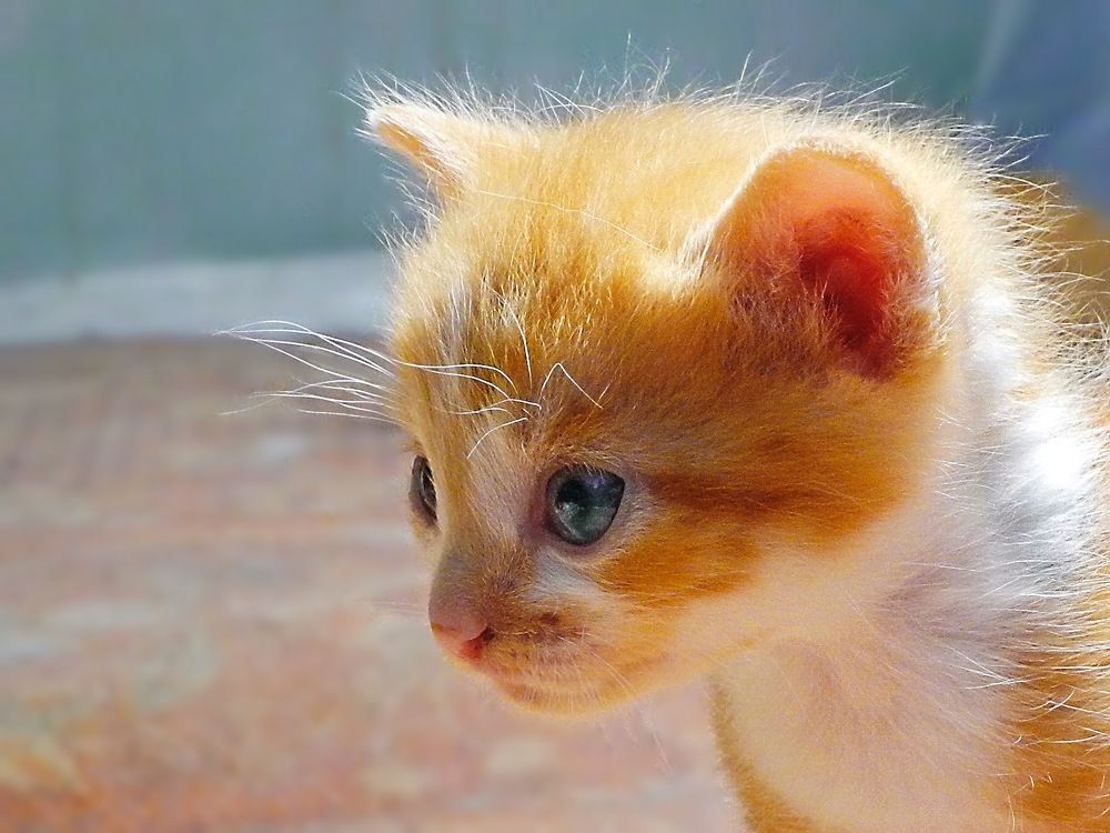 Солнцем помеченный.