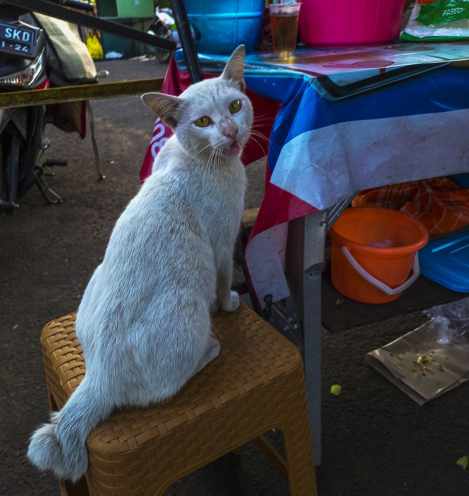 White cat on chair