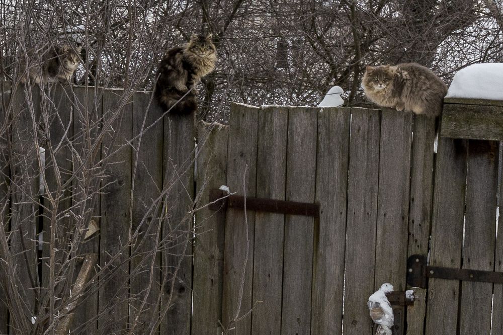 Photograph by Игорь Грашин