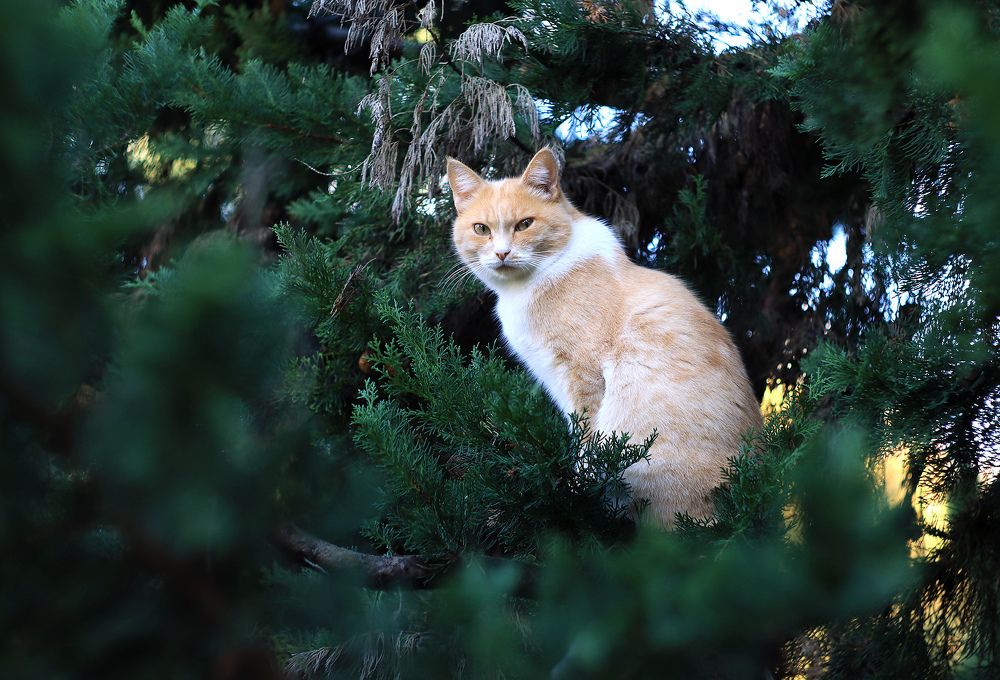 Фотография автора Кулешов Сергей