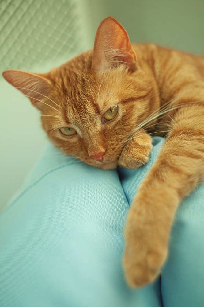 Томный взгляд