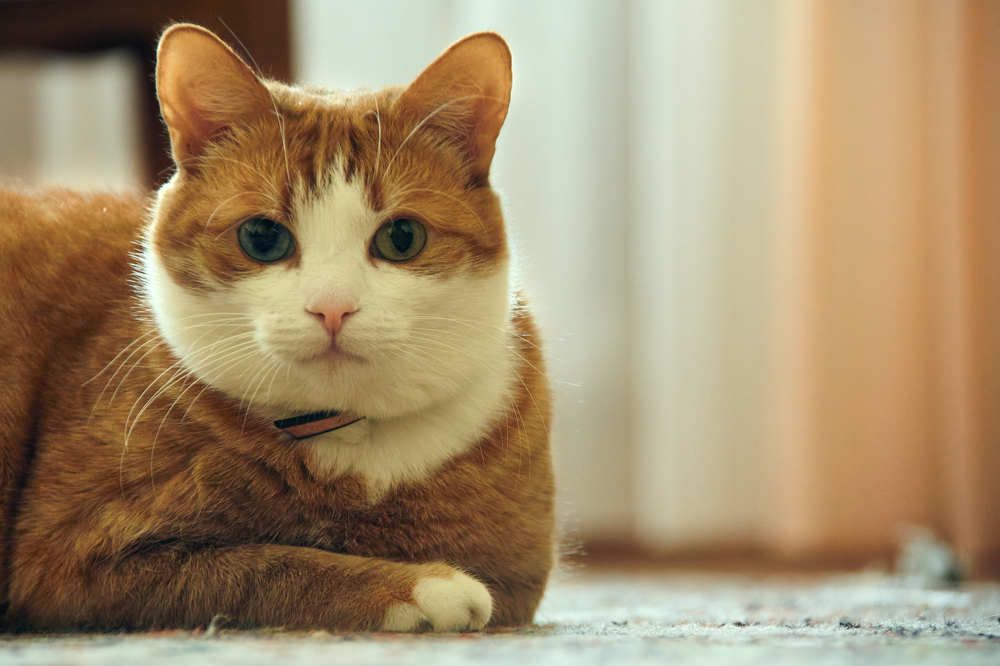 Photograph by Алексей Гунёв