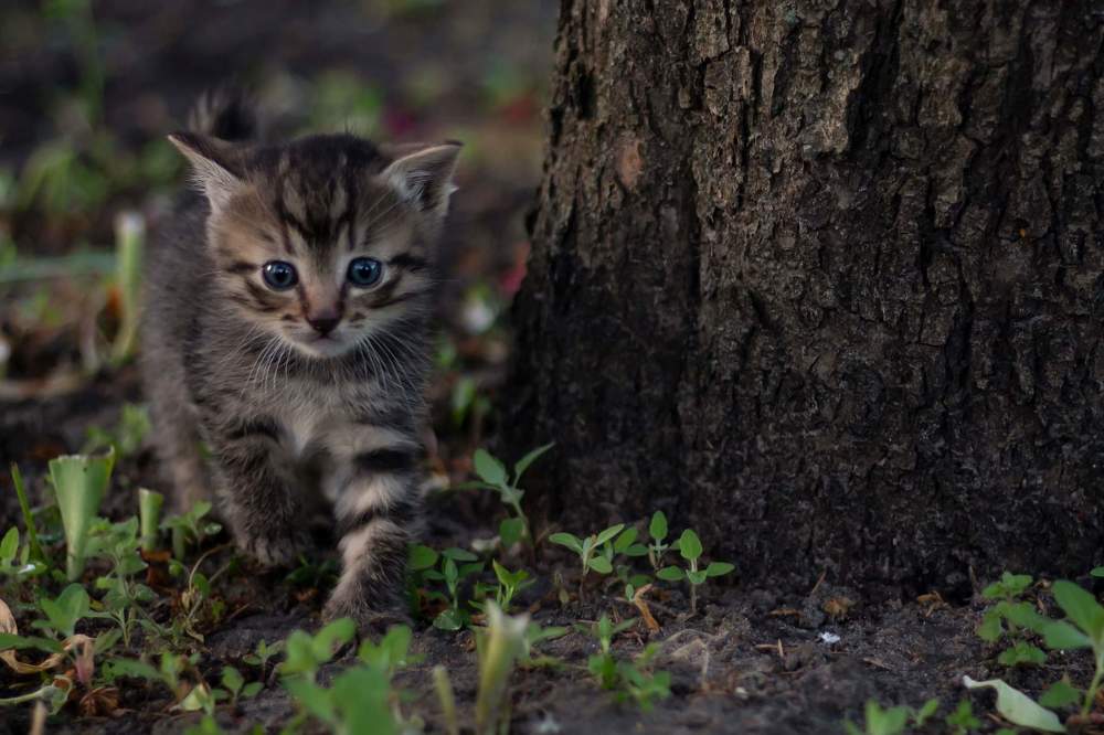 Photograph by Дарья Ващенко-Панкина