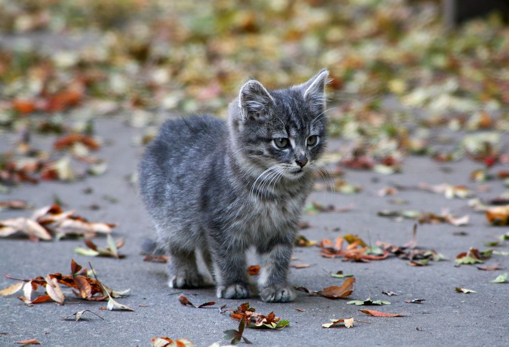 Фотография автора Кулешов Сергей