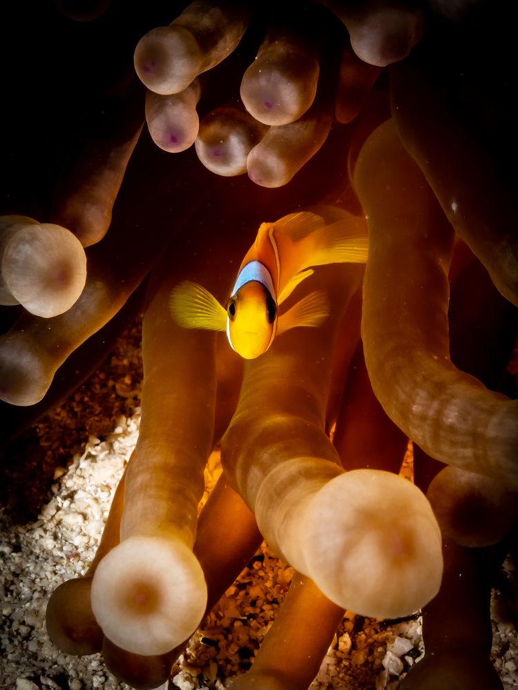 Photograph by Alexander Plakida