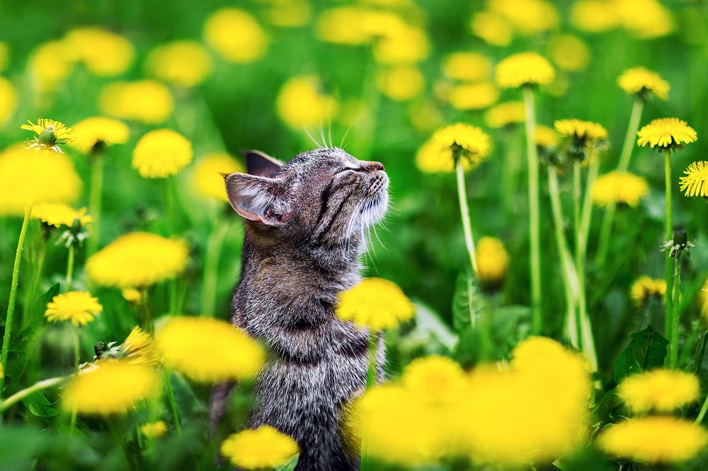 Фотография автора Татьяна Афиногенова