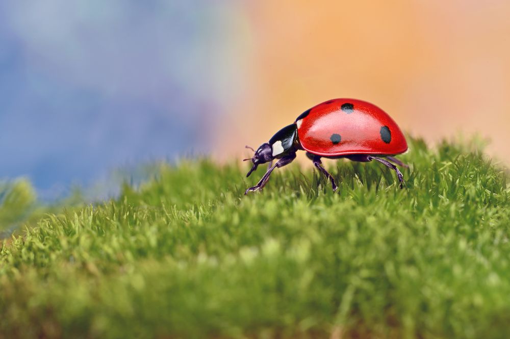 Photograph by Ganev Tsvetan