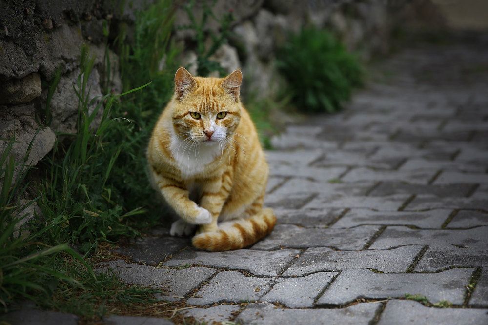 Photograph by Виктор Смирнов