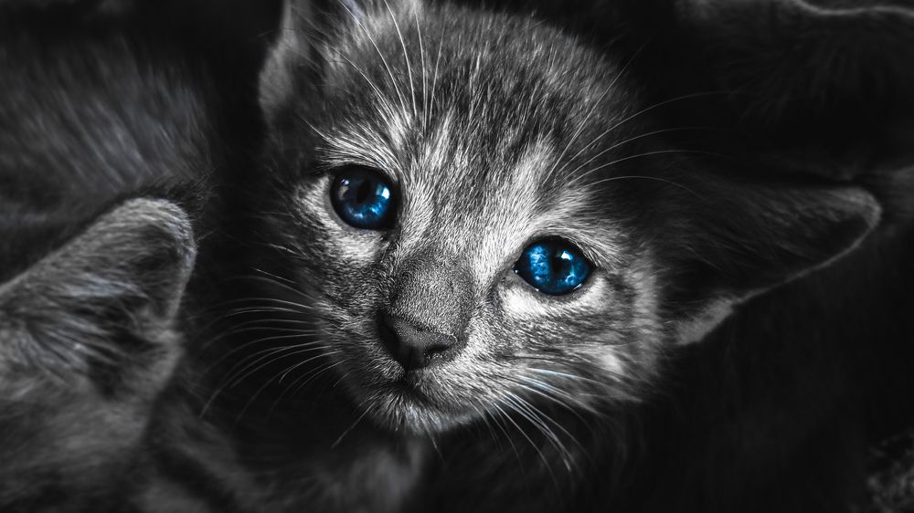 Cat close up photo