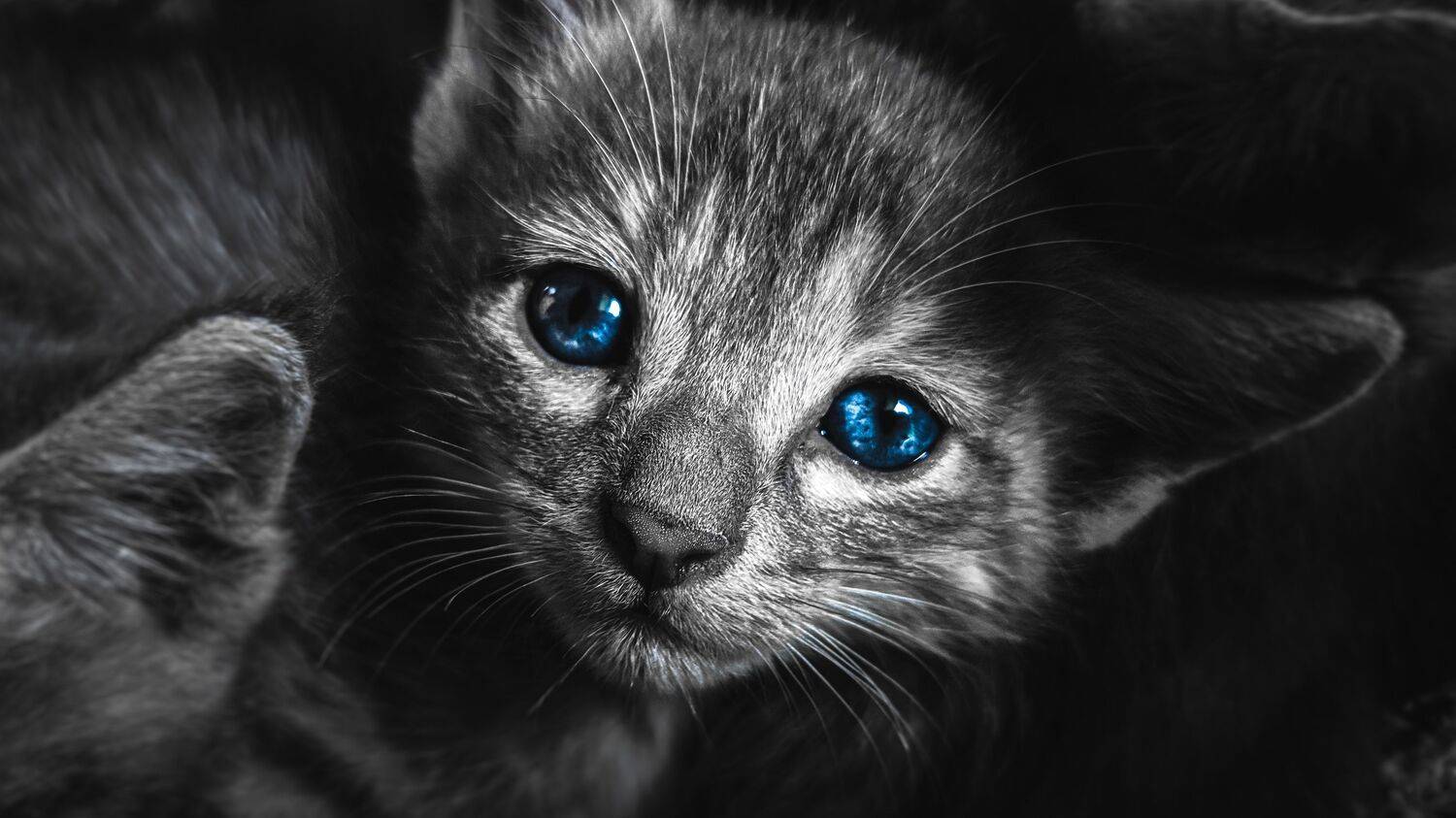 Cat close up photo