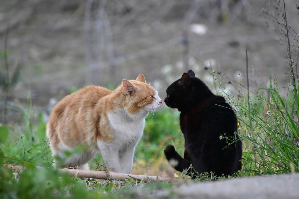 Photograph by Светлана Ивановна