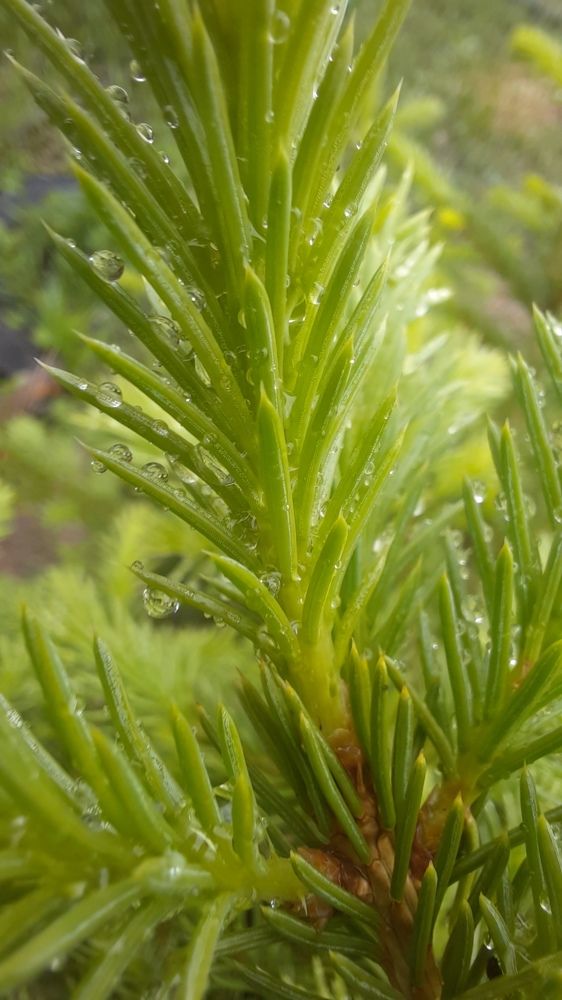 Photograph by Ирина Петракович