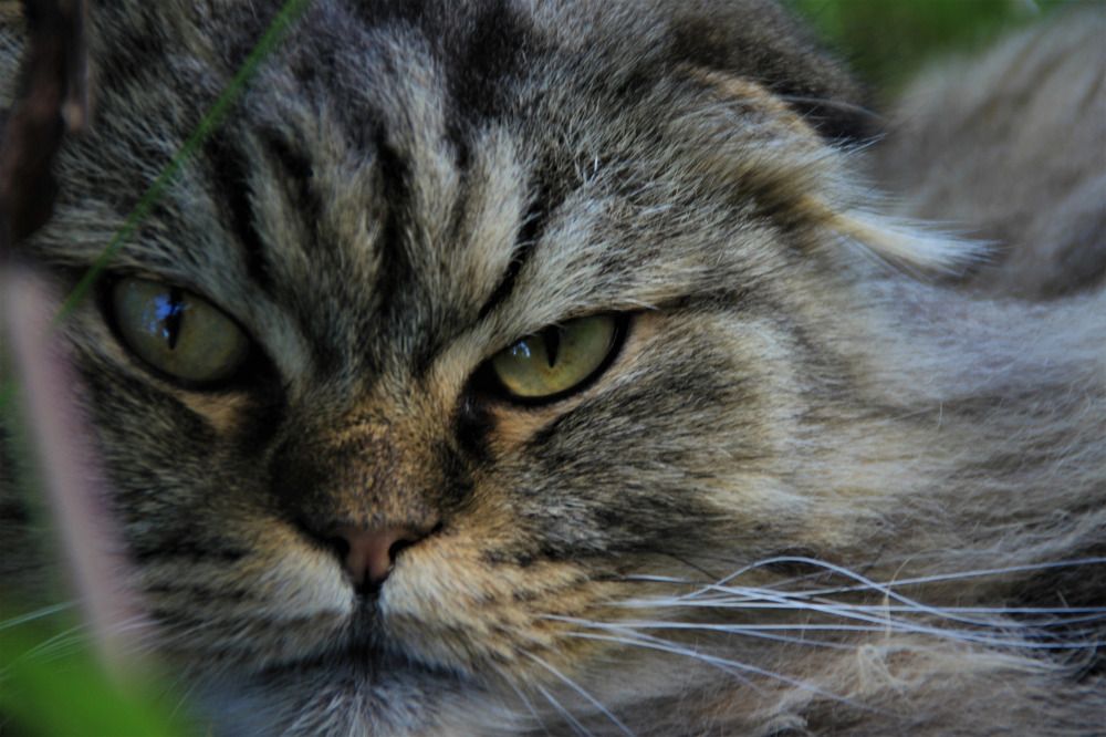 Фотография автора Светлана Овчинникова(Терехова)