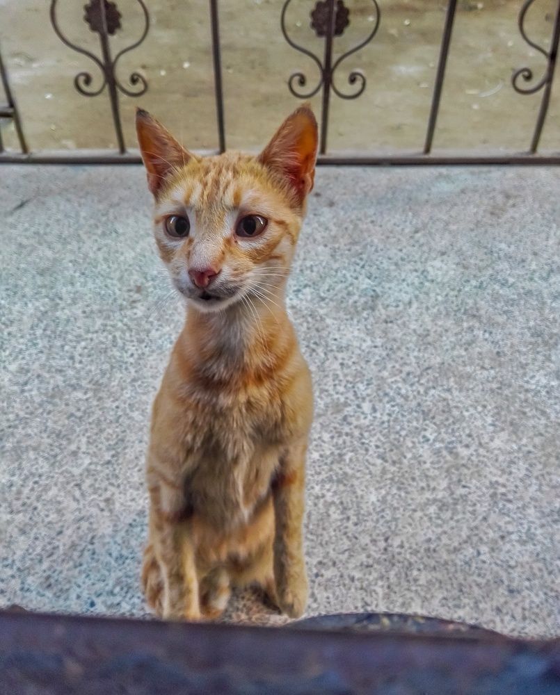 Фотография автора Adel elqamhawi Mohamed