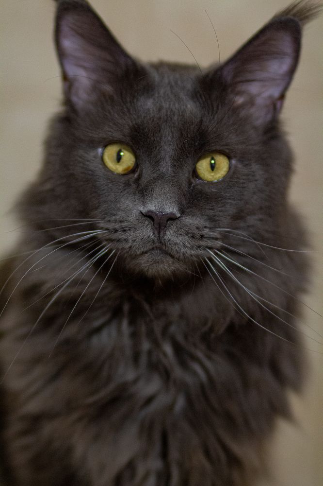 Фотография автора Евгения Снигирева