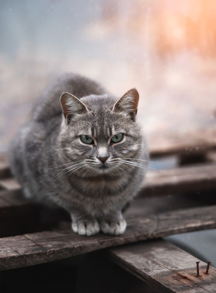 Фотография автора Alexander Dvorichanskiy