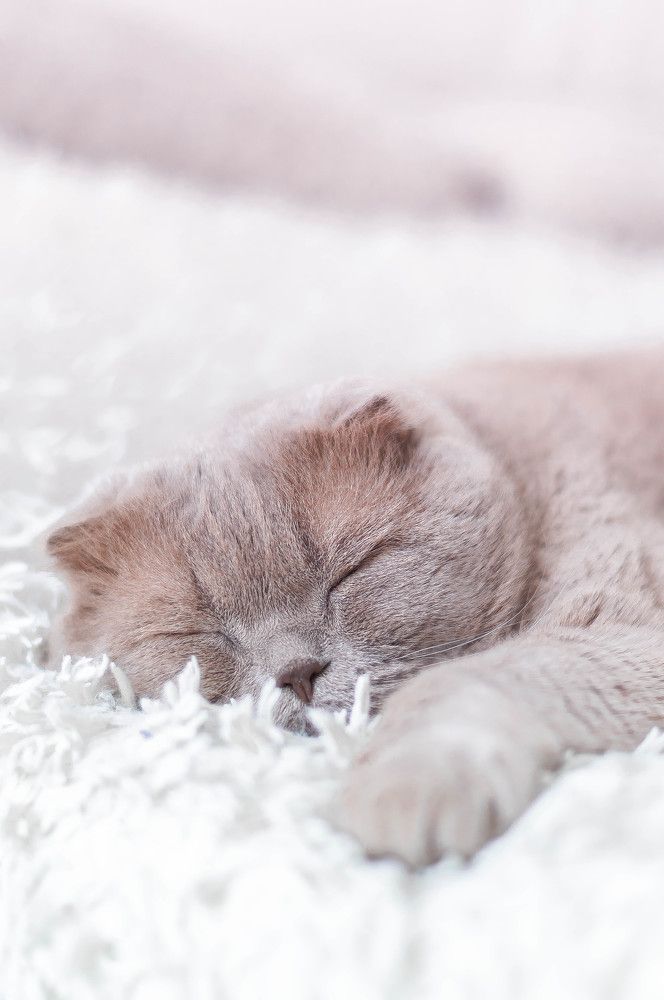 Фотография автора Юлия Волчкова