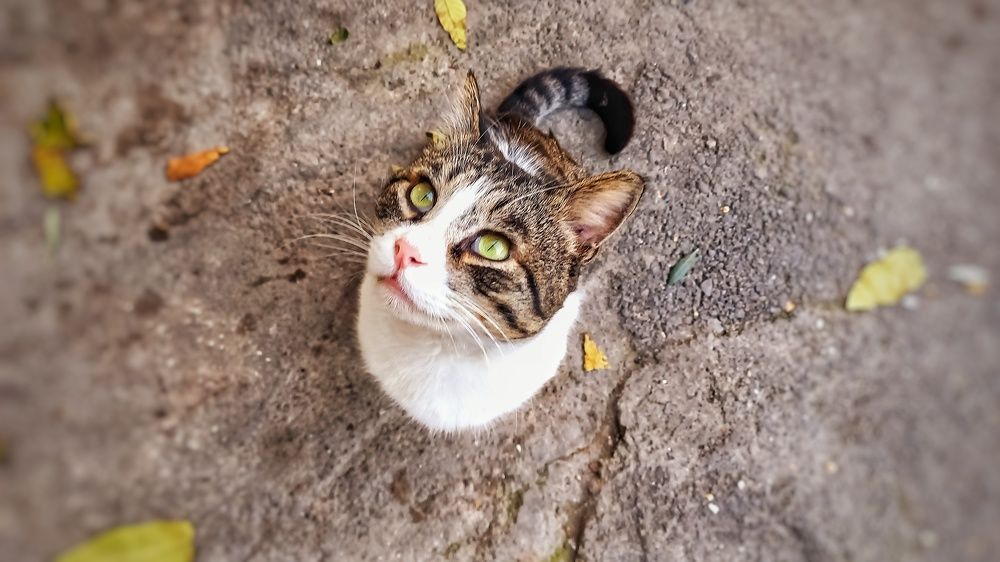 Photograph by shahin foroughi