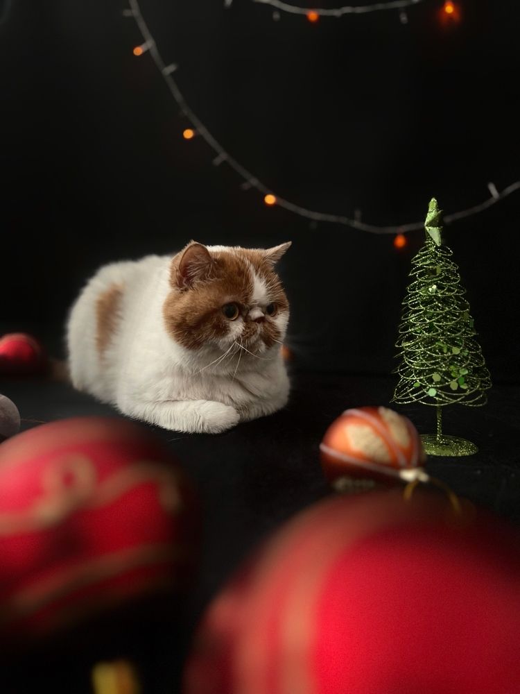 Photograph by Виктория Кузнецова